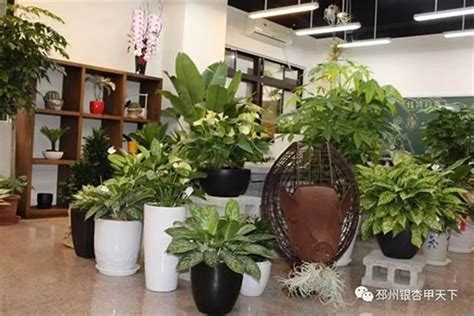 店面植物|店铺摆放哪些植物招财 – 店里摆放招财植物注意事项